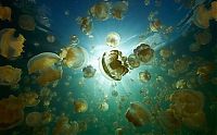World & Travel: Jellyfish Lake, Eil Malk island, Palau, Pacific Ocean