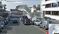 TopRq.com search results: google street view photo bombs