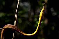 TopRq.com search results: Tsingy de Bemaraha, Melaky Region, Madagascar