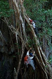 TopRq.com search results: Tsingy de Bemaraha, Melaky Region, Madagascar