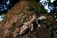 TopRq.com search results: Tsingy de Bemaraha, Melaky Region, Madagascar