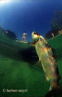 World & Travel: Grüner See, Tragöß, Austria