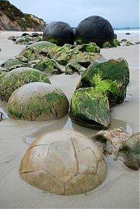 TopRq.com search results: Moeraki Boulders, Koekohe Beach, Otago coast, New Zealand