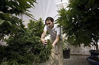 TopRq.com search results: Production of cannabis cigarettes, Marin County, California, United States