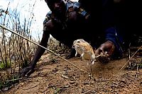 TopRq.com search results: Rat catchers, Madamba, Mozambique