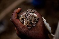TopRq.com search results: Rat catchers, Madamba, Mozambique