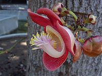 World & Travel: Couroupita Guianensis, Cannonball Tree