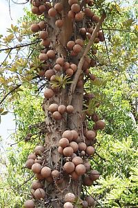 World & Travel: Couroupita Guianensis, Cannonball Tree