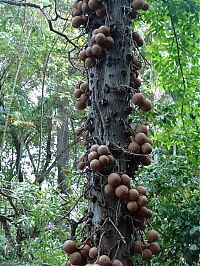 World & Travel: Couroupita Guianensis, Cannonball Tree