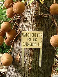 TopRq.com search results: Couroupita Guianensis, Cannonball Tree