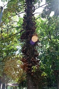 World & Travel: Couroupita Guianensis, Cannonball Tree