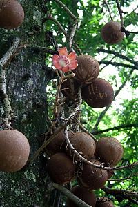 TopRq.com search results: Couroupita Guianensis, Cannonball Tree