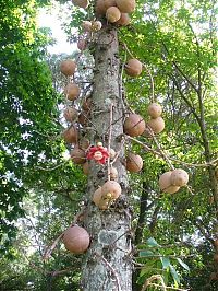 World & Travel: Couroupita Guianensis, Cannonball Tree