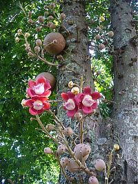 World & Travel: Couroupita Guianensis, Cannonball Tree