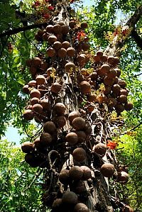 World & Travel: Couroupita Guianensis, Cannonball Tree