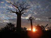 Grandidier's Baobab
