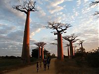 World & Travel: Grandidier's Baobab