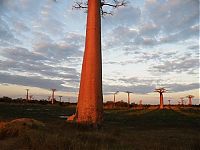 World & Travel: Grandidier's Baobab