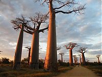 World & Travel: Grandidier's Baobab