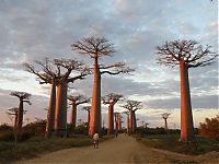 World & Travel: Grandidier's Baobab