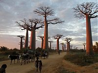 World & Travel: Grandidier's Baobab