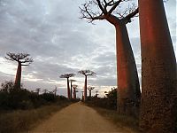 World & Travel: Grandidier's Baobab