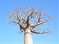 World & Travel: Grandidier's Baobab