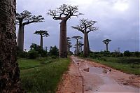 World & Travel: Grandidier's Baobab