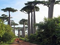 World & Travel: Grandidier's Baobab