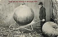 TopRq.com search results: History: Tall Tale postcards
