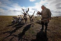 World & Travel: Life of Siberian reindeer herders, Yamal, Russia.