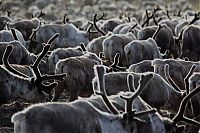 TopRq.com search results: Life of Siberian reindeer herders, Yamal, Russia.