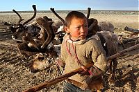 World & Travel: Life of Siberian reindeer herders, Yamal, Russia.