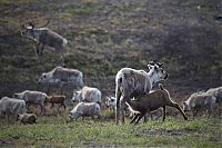 TopRq.com search results: Life of Siberian reindeer herders, Yamal, Russia.