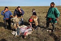 World & Travel: Life of Siberian reindeer herders, Yamal, Russia.