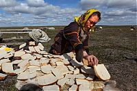 World & Travel: Life of Siberian reindeer herders, Yamal, Russia.