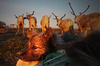 World & Travel: Life of Siberian reindeer herders, Yamal, Russia.