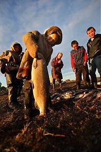 TopRq.com search results: Life of Siberian reindeer herders, Yamal, Russia.