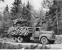 World & Travel: record breaking tree