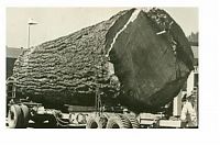 TopRq.com search results: record breaking tree