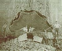 World & Travel: record breaking tree