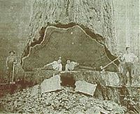 TopRq.com search results: record breaking tree