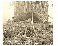 TopRq.com search results: record breaking tree