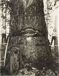 TopRq.com search results: record breaking tree