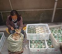 World & Travel: edible chinese mushrooms