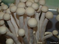 World & Travel: edible chinese mushrooms