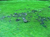 World & Travel: Fluorescein dumped into Goldstream River, British Columbia, Canada