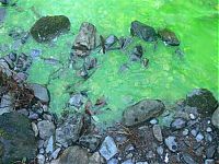 TopRq.com search results: Fluorescein dumped into Goldstream River, British Columbia, Canada