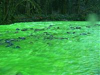 World & Travel: Fluorescein dumped into Goldstream River, British Columbia, Canada