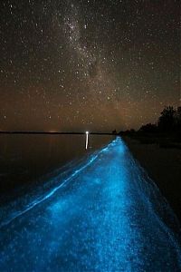 TopRq.com search results: Noctiluca scintillans, Gippsland Lakes, Vistoria, Australia